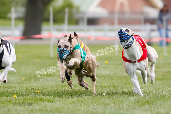 WRA, Prg 1, Race 14, Chase Buttercup Joplin Cinder Navi-8510