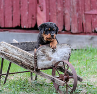 Rott Green