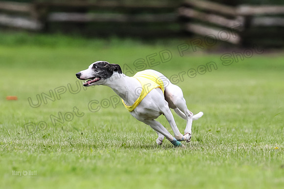 Finals Fch-Vet 1, Huxley Flare-1677