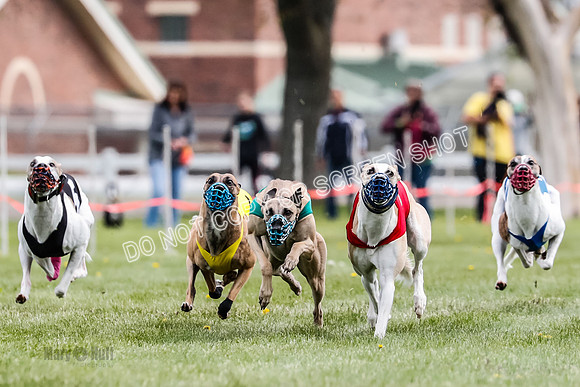 WRA, Prg 1, Race 14, Chase Buttercup Joplin Cinder Navi-8503