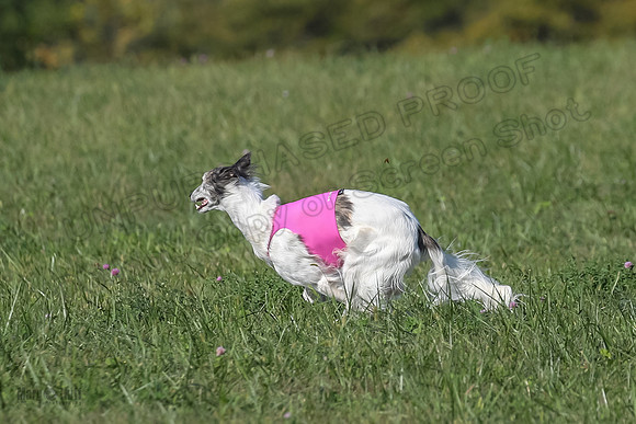 1 Prelims Fch 1 Kelso Wiings Foxy-5598