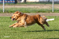 Allie, Biscuit Golden