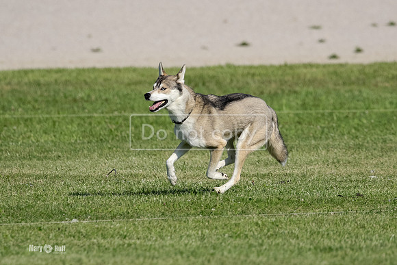 MCH75434