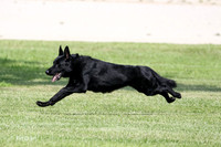 Dyson, Thorne GSD