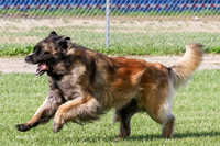 Echo, Winter Leonberger