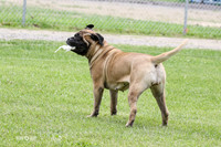 Gala Mastiff