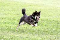 Jazz, Rocket, Strawberry Shiba