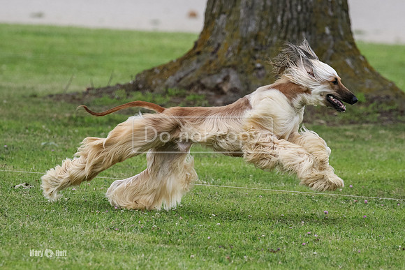 MCH77717