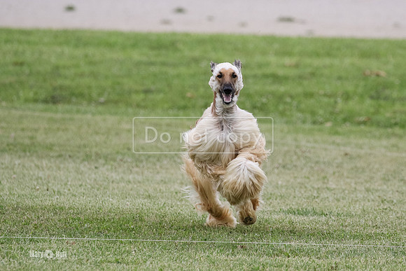 MCH77731