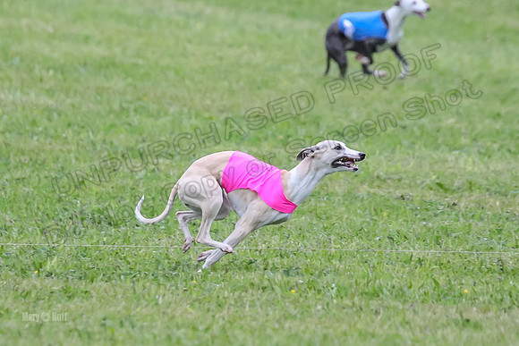 Prelim Open B2, Easy Cardi Minerva-8425