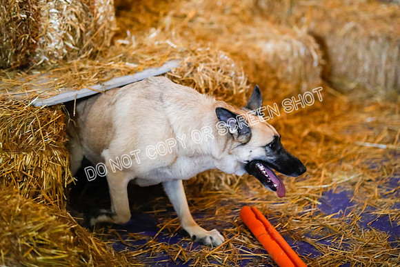 _F4I8541