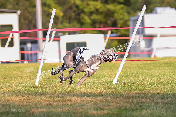 Prg 1, race 3, Dandylion Moki Elevenes Shelby-0610