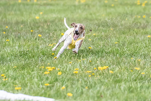 1 Prelim Open E1 Trixie Sneakers Ripley-6573