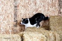 MCH50308