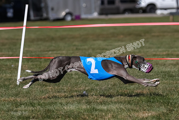 Prg 4, Race 9, Rarity Java Power Buzzsaw-2682