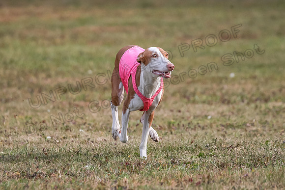 1 Prelims Fch 2 Jadis Beastie Ginny-0788