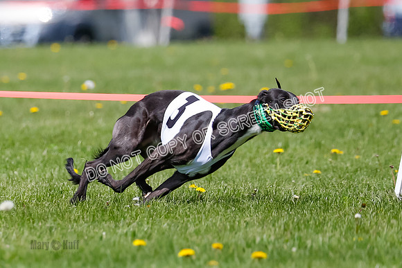 NOTRA Program 2, Race 9, Savvy Elia Chernobog Coyote-2-3