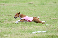 Basenji