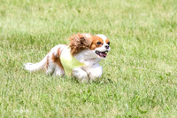 Cavalier