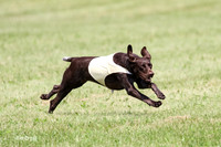 German Shorthair