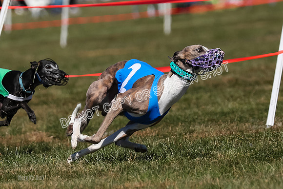 Prg 3, Race 10, Blitz Moonstruck Fortuna Tipa-2186