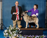 Elkhound 2020-1116