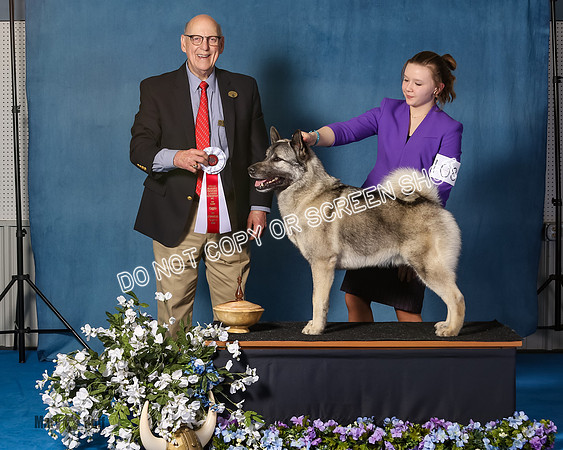 Elkhound 2020-1116