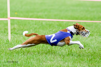 Basenji