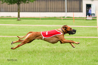 Ridgebacks