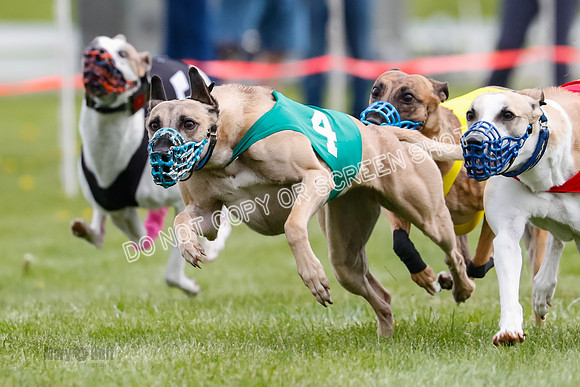 WRA, Prg 1, Race 14, Chase Buttercup Joplin Cinder Navi-8517