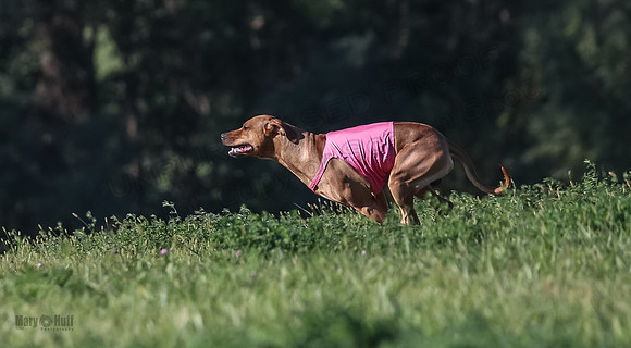 1 Prelims Open 1 Kinky Ash Zanna-4485