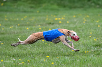 Finals Whippet Open-4682