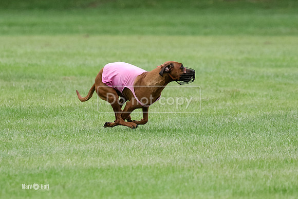 MCH71284  Prelims Lacy, Barbie