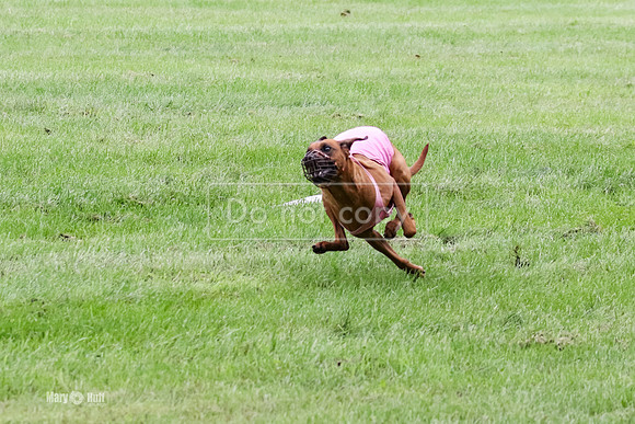 MCH71301  Prelims Lacy, Barbie