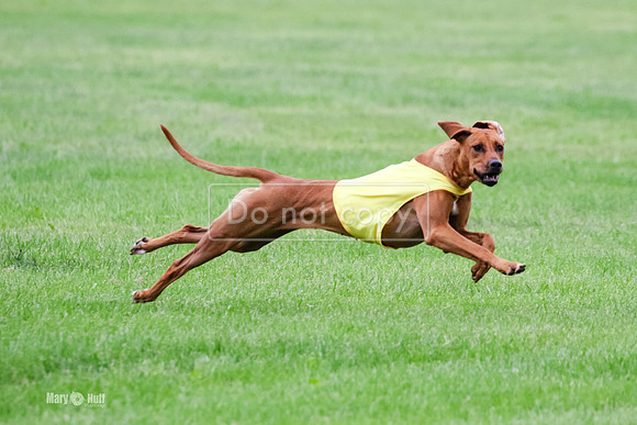 MCH71710  Finals Jinx, Rauri, Moshi