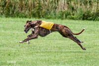 Greyhound