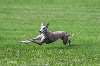 Test Dog