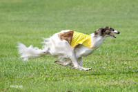 Borzoi