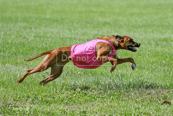 MCH79450  Prelims, Sergeant, Lacy, Rauri
