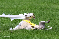 Whippet