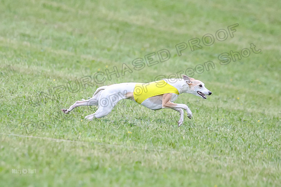 Prelim Open B4, Marlee Wrath Sonic-8494