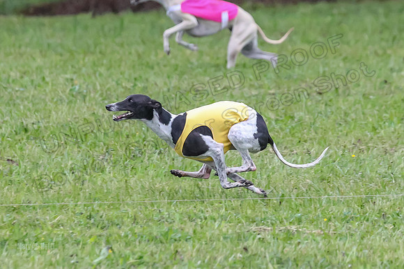 Prelim Open B3, Tusi Dany Tails-8440