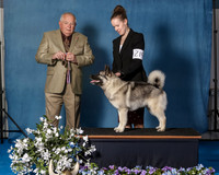 Elkhound 2020-1087