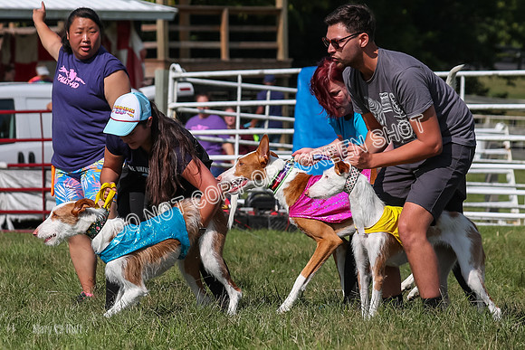 Open Prelim A1, Rose Riptide Idina-7555