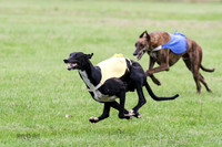 Greyhound