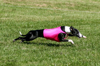 MCH70640  Seeker, Midnight, Roxie