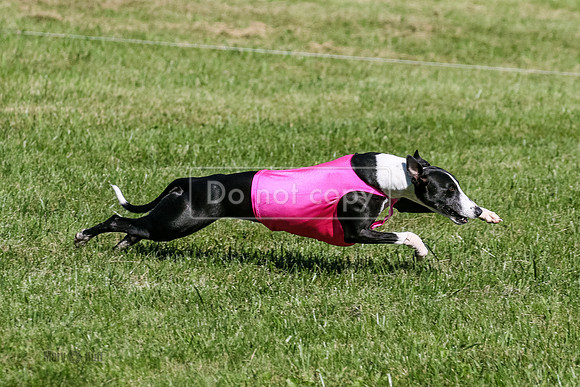 MCH70640  Seeker, Midnight, Roxie