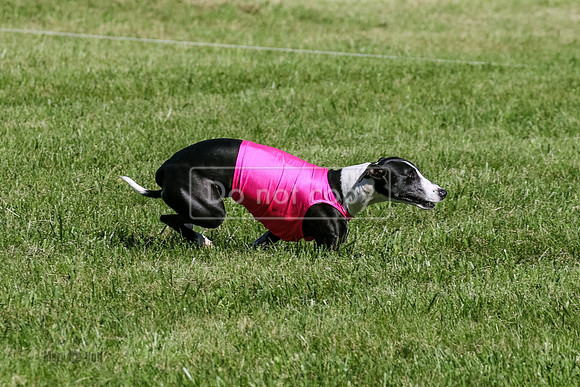 MCH70641  Seeker, Midnight, Roxie