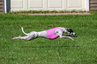 Whippet