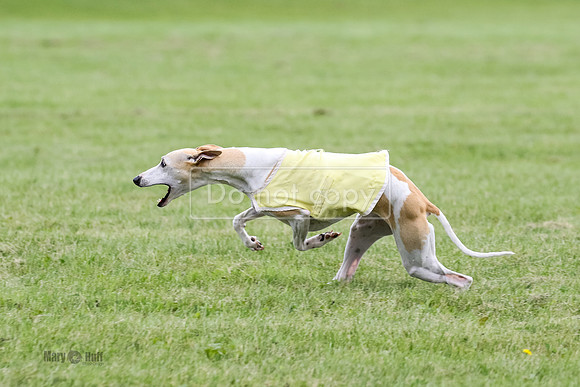 MCH71262  Zippy, Ginny